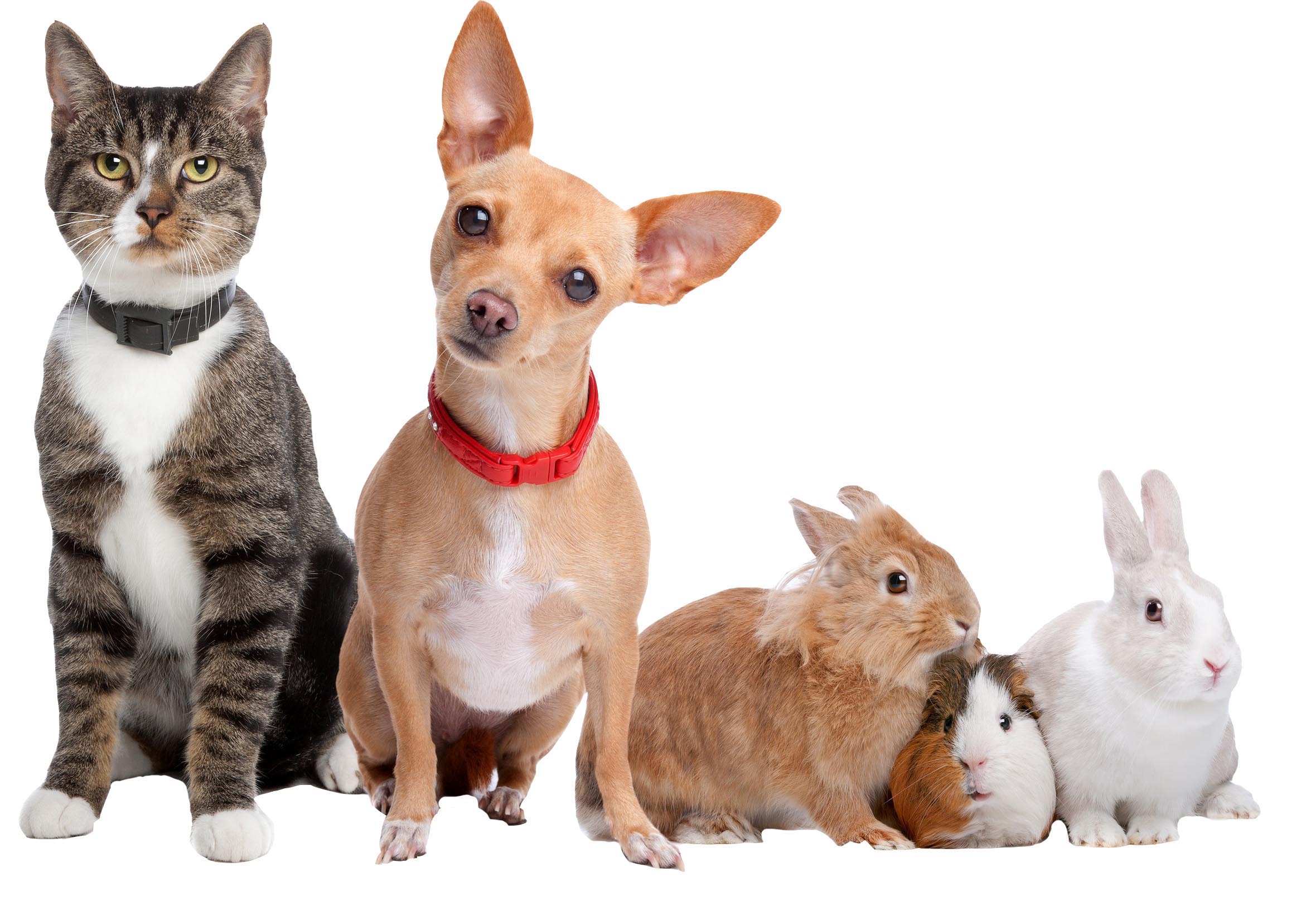 5-pets-cutout.jpg