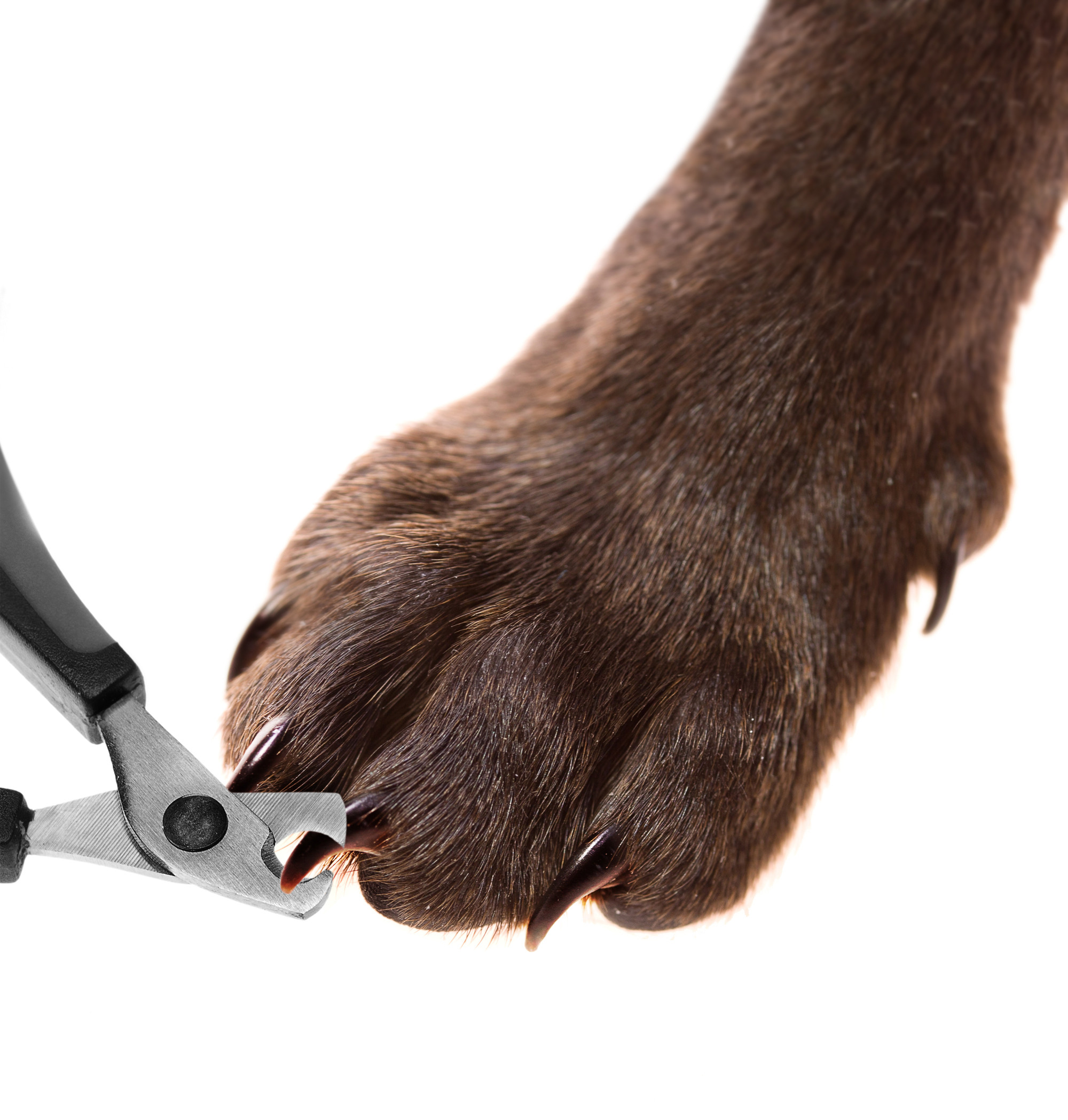 pedicure nail clippers for dogs