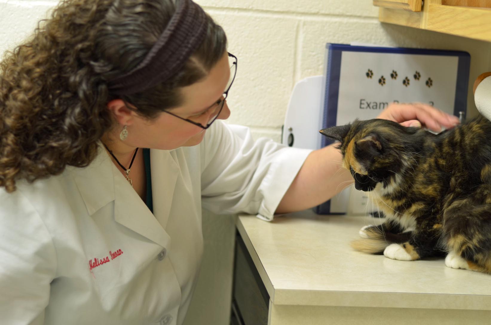 Cats Only Veterinary Hours Exams from American Animal Hospital Neenah