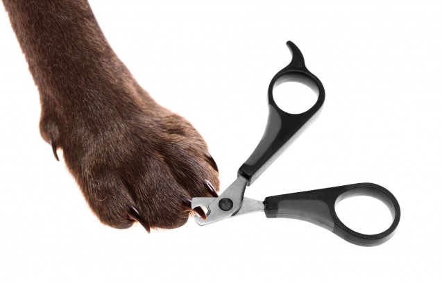 How to Trim Your Dog’s Nails