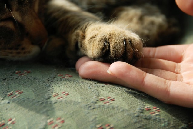 How to Trim Your Cat’s Claws