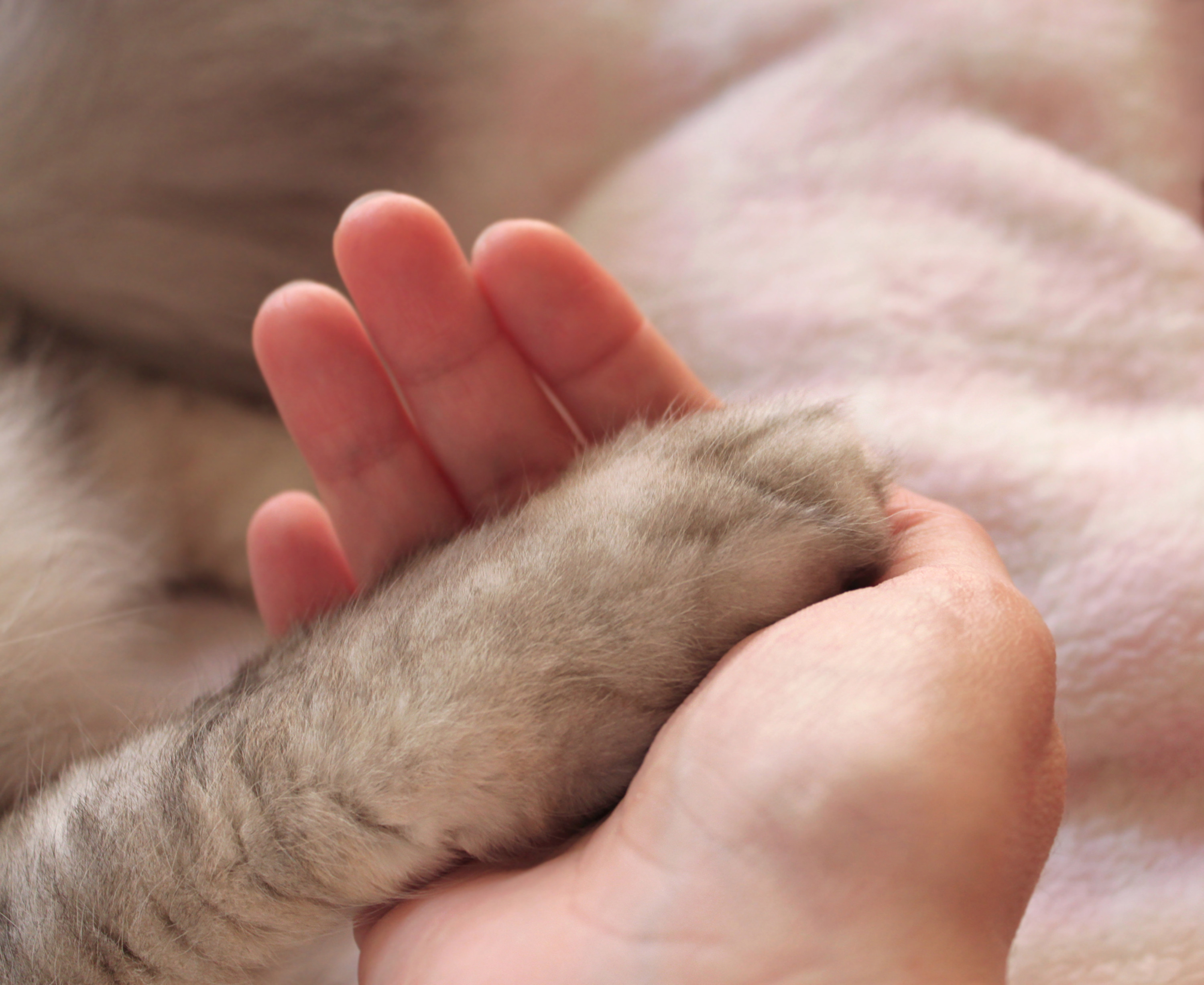 Почему кошки перебирают лапами. Котик на руках. Лапа кошки. Рука и лапа кошки. Рука человека и лапка котика.